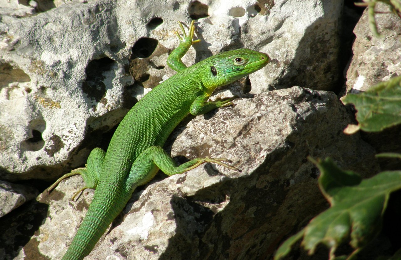 Lacerta ..... leopardina!