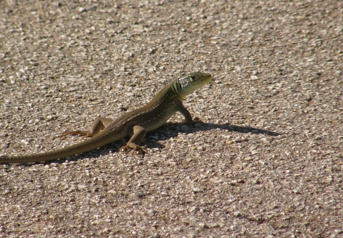 Lacerta ..... leopardina!