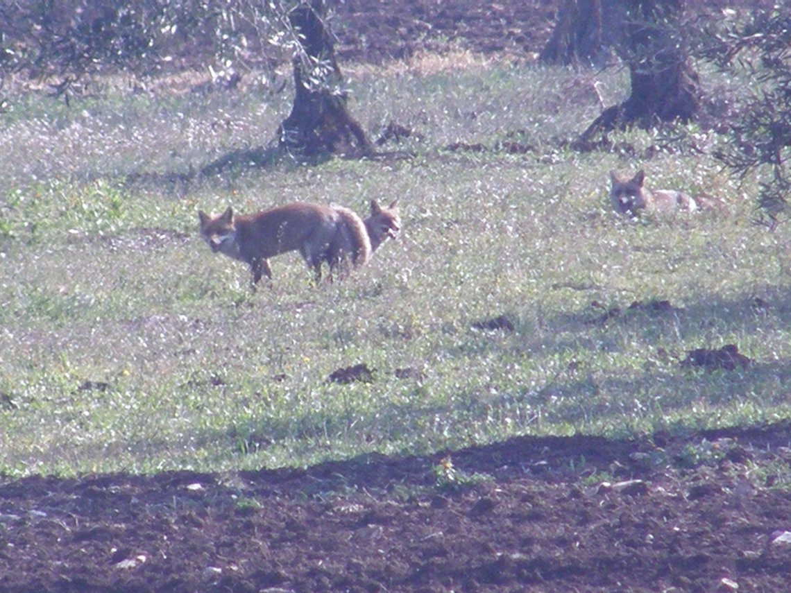 SCOOP!  Ma il triangolo.... no! - Vulpes vulpes -