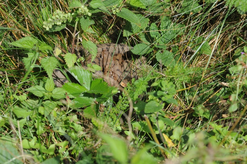 Alcune foto di vipere in natura