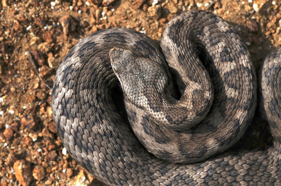 Vipera aspis hugyi melanica calabrese & Co. !