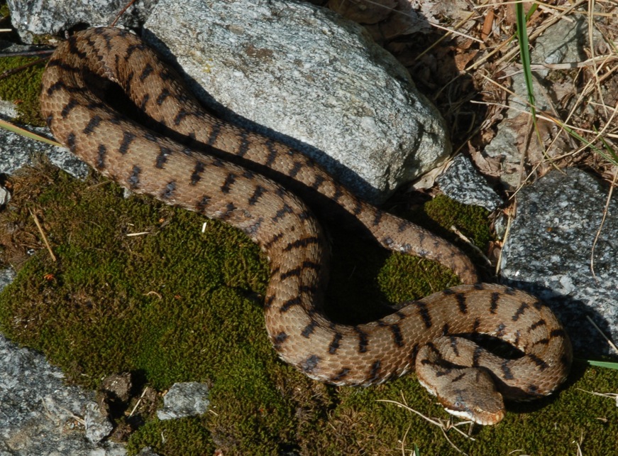 Vipera berus, post-parto