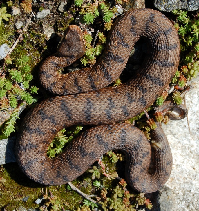 Vipera berus, post-parto