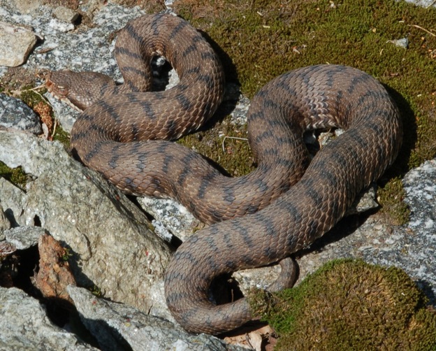 Vipera berus, post-parto