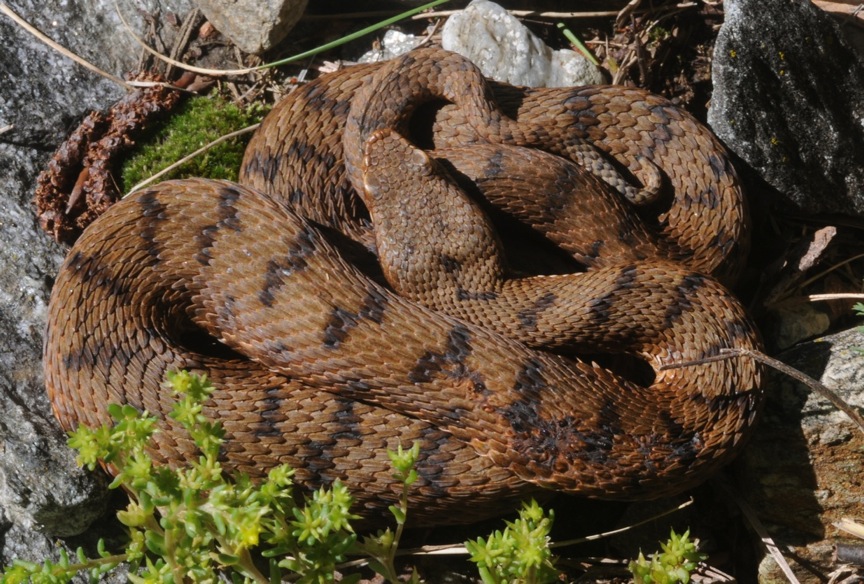 Vipera berus, post-parto