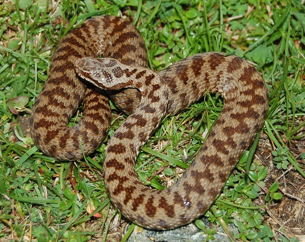 Vipera berus, post-parto