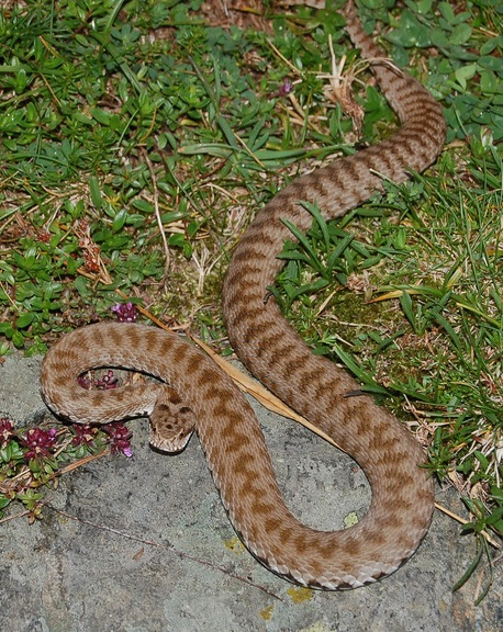 Vipera berus, post-parto