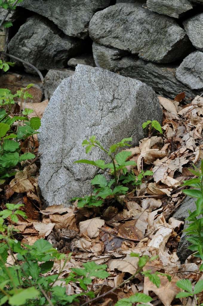 Alcune foto di vipere in natura