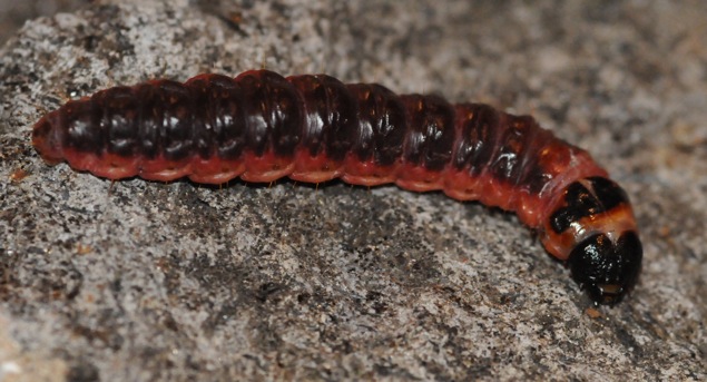 identificazione larva