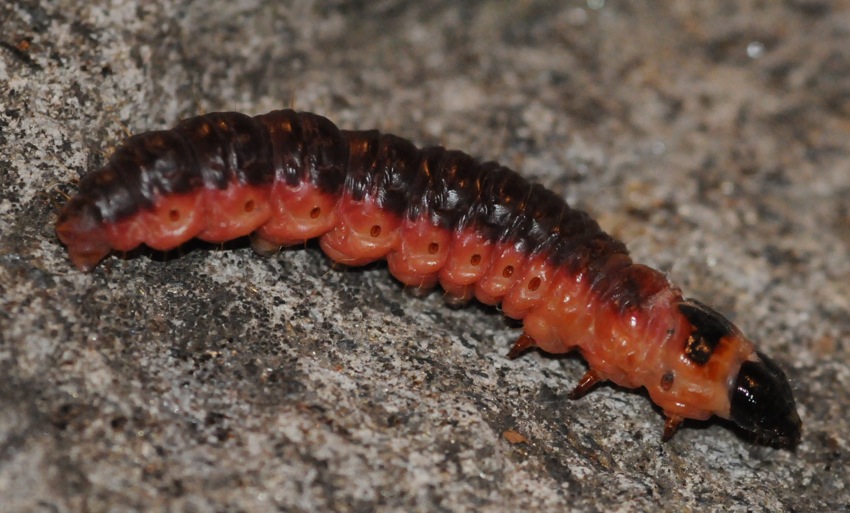 identificazione larva