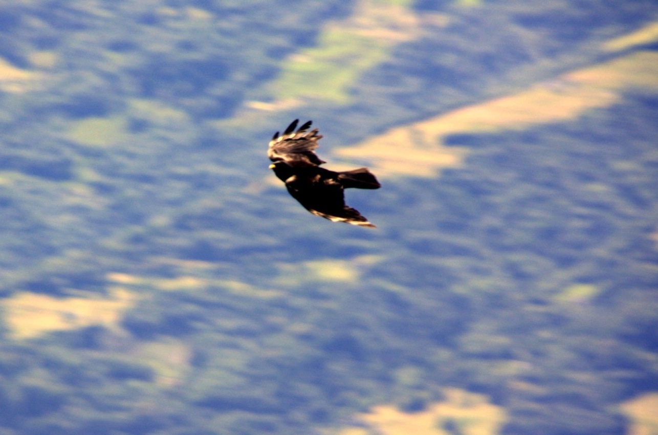 Identificazione uccello alpino