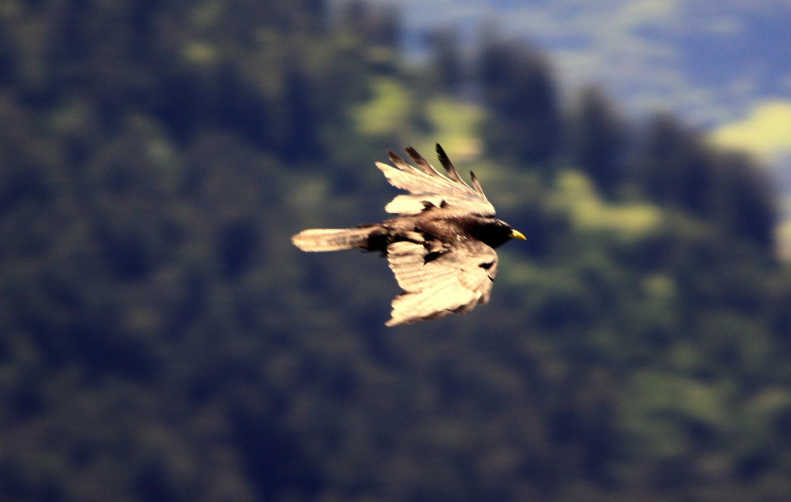 Identificazione uccello alpino