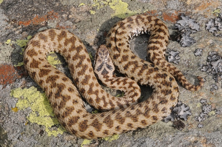 Vipera berus, post-parto