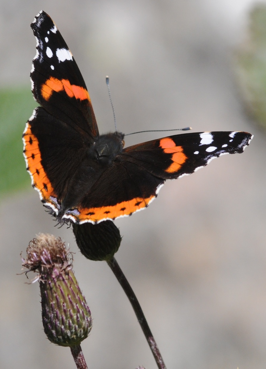 Vanessa atalanta