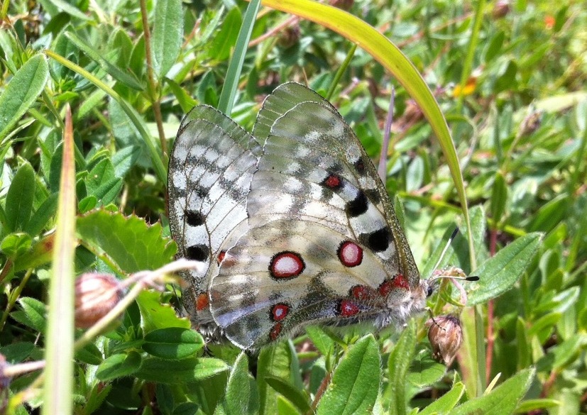 Accoppiamento Parnassius apollo