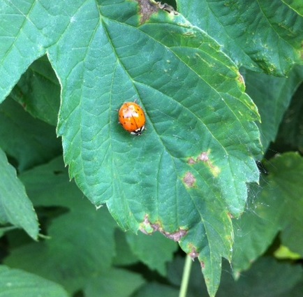 Curiosit sulla coccinella