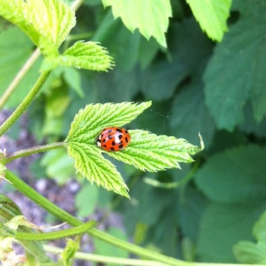 Curiosit sulla coccinella