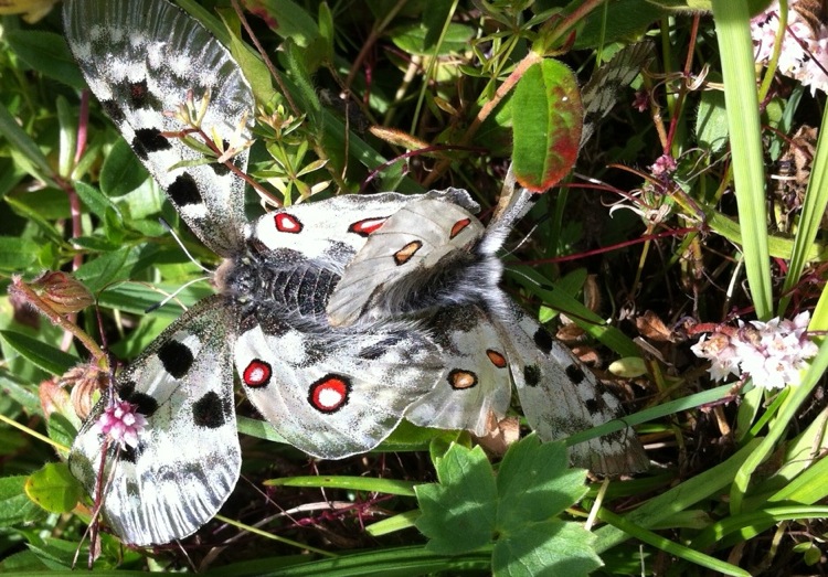 Accoppiamento Parnassius apollo