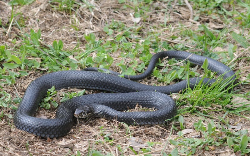 Biacco uccellatore