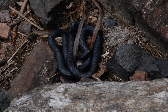 Biacco uccellatore