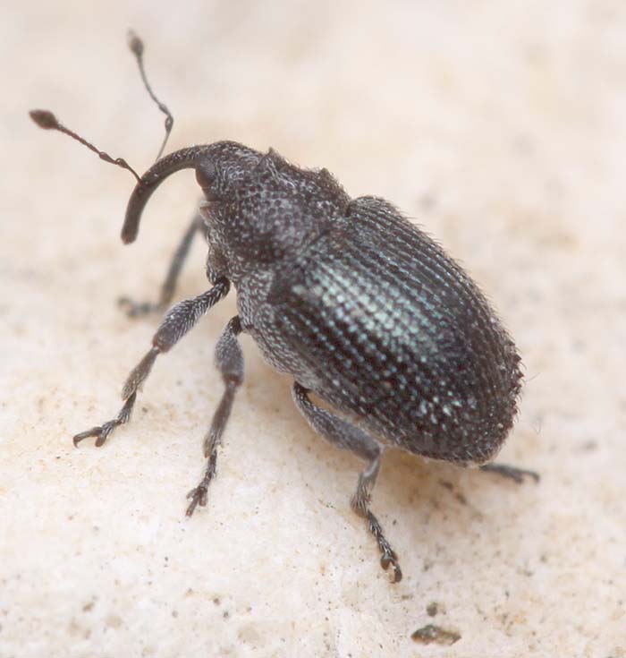 weevil for ID (Israele) probabile Ceutorhynchus sp.