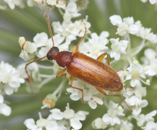 Beetle from Israel