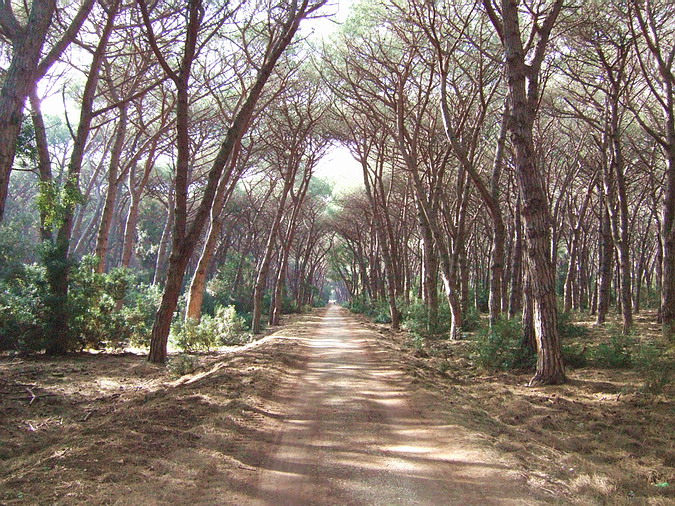 Una strada nel bosco