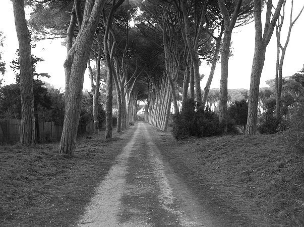 Una strada nel bosco