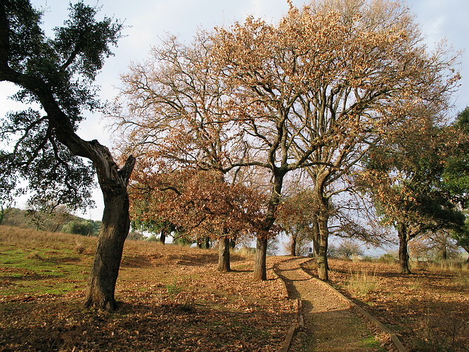 Una strada nel bosco