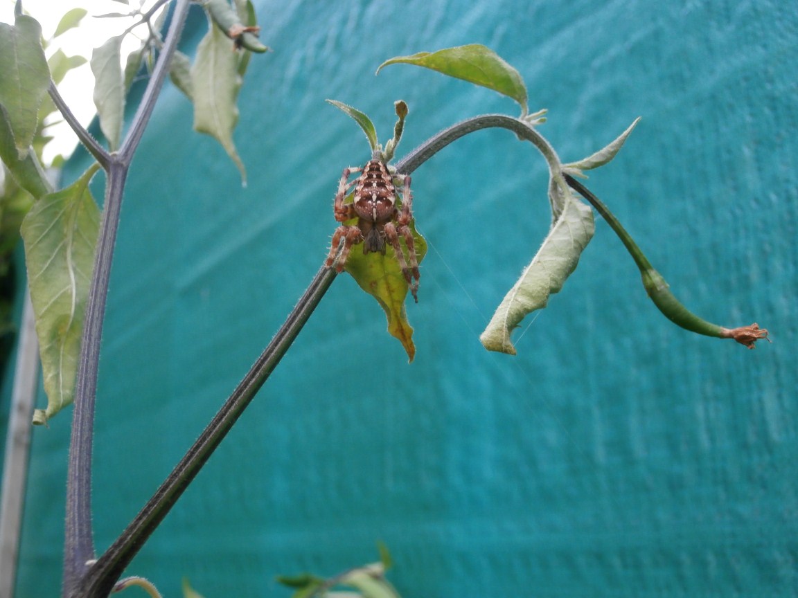 Ragno in giardino: Araneus diadematus