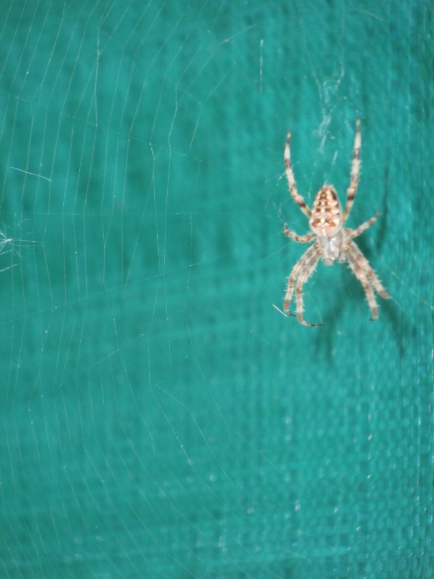 Ragno in giardino: Araneus diadematus