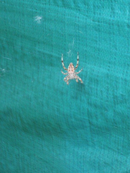 Ragno in giardino: Araneus diadematus