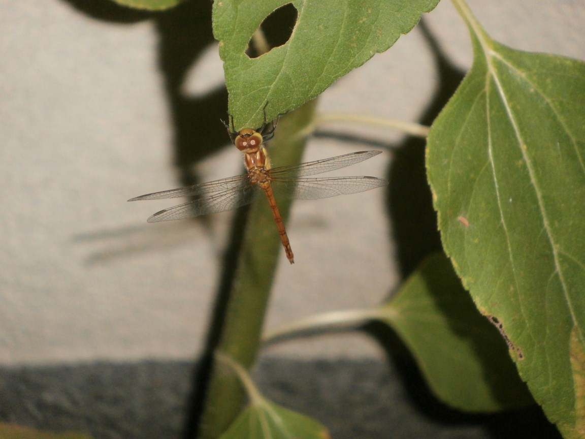 Libellula di notte (e su girasole)