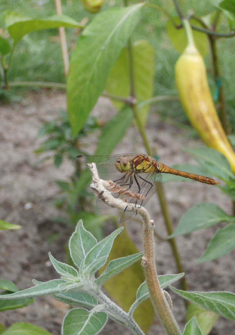 Libellula