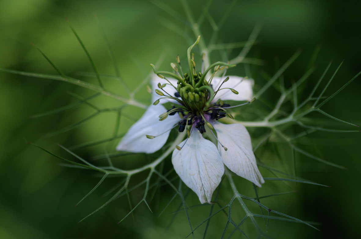 Nigella damascena,Asparagus acutifolius,Hypericum perforatum