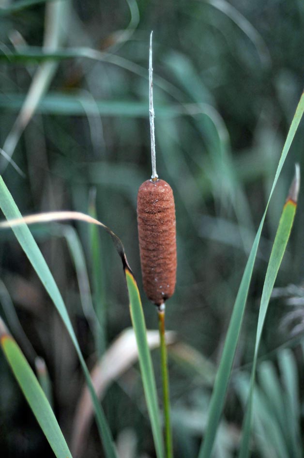 Typha latifolia? (caso 3) - probabile