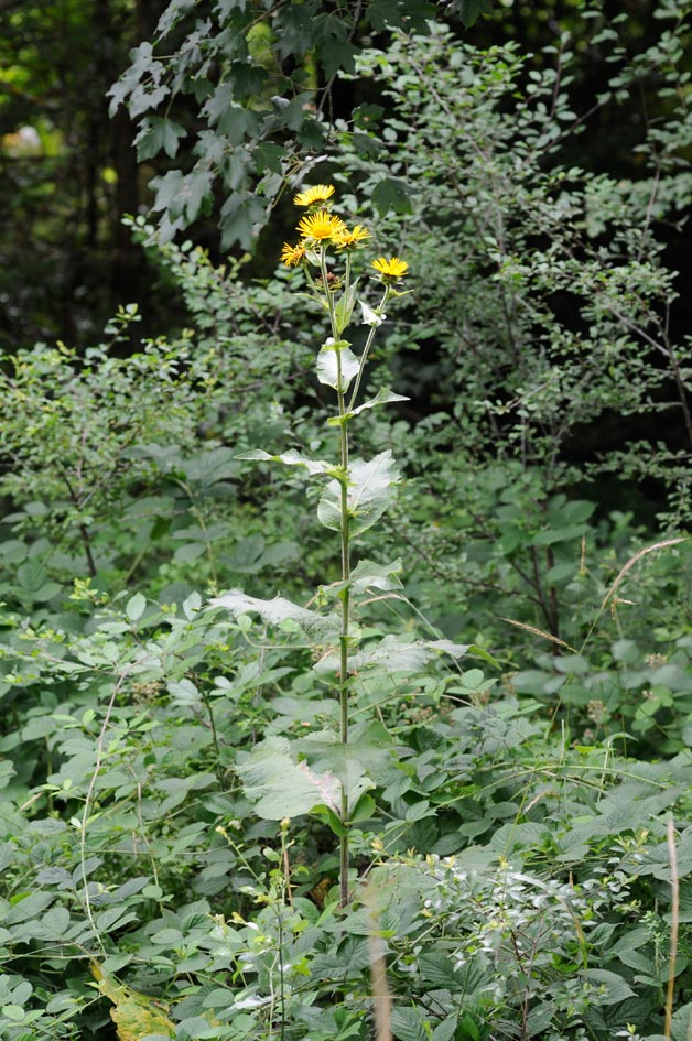 Inula helenium