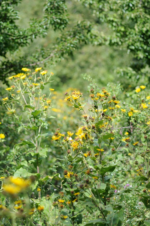 Inula helenium