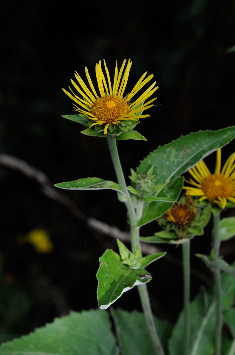 Inula helenium