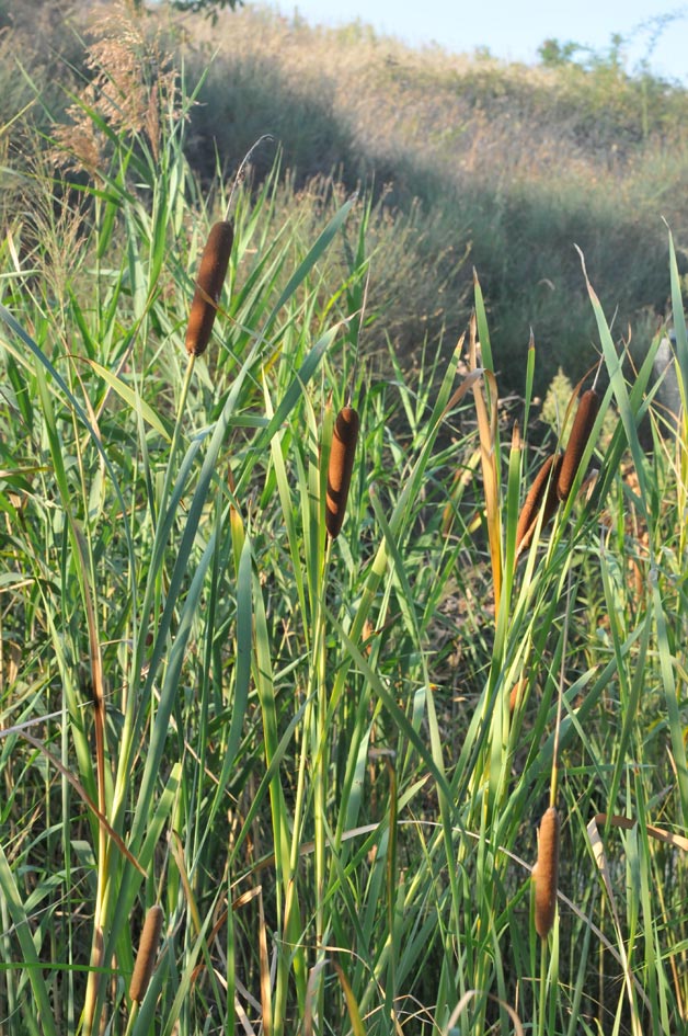 Typha latifolia? (caso 3) - probabile