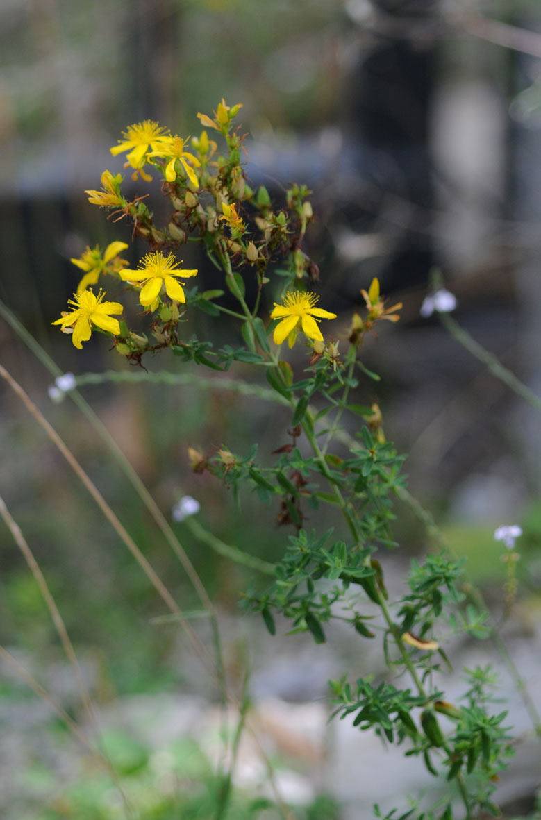 Nigella damascena,Asparagus acutifolius,Hypericum perforatum