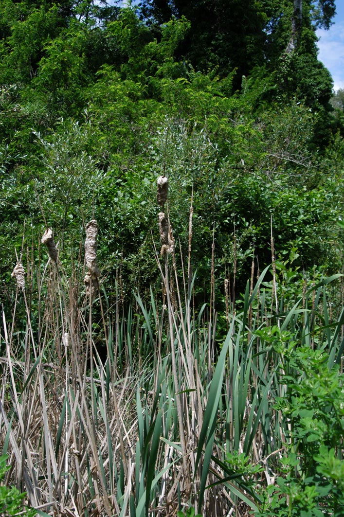 Typha latifolia