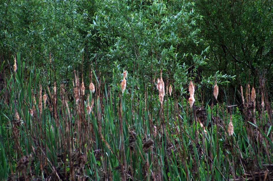 Typha latifolia