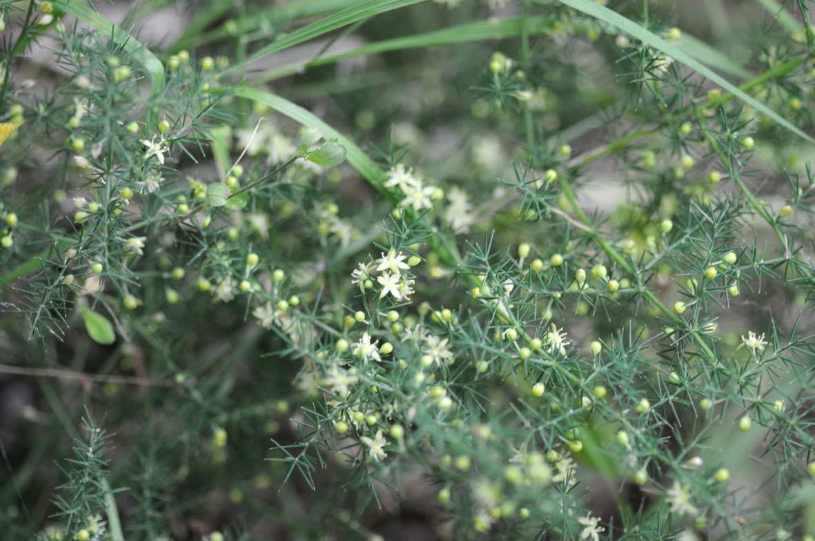 Nigella damascena,Asparagus acutifolius,Hypericum perforatum