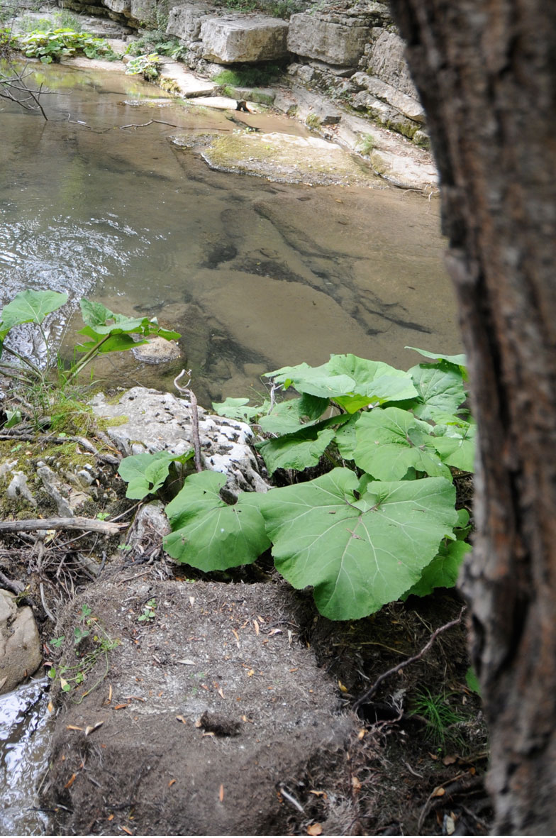 Caltha Palustris? no, Petasites sp.