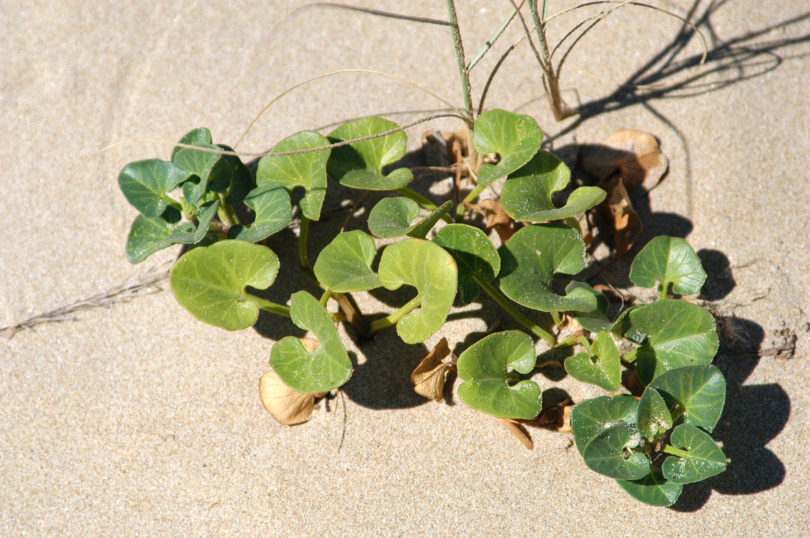 Convolvulus soldanella (=Calystegia soldanella) / Soldanella di mare