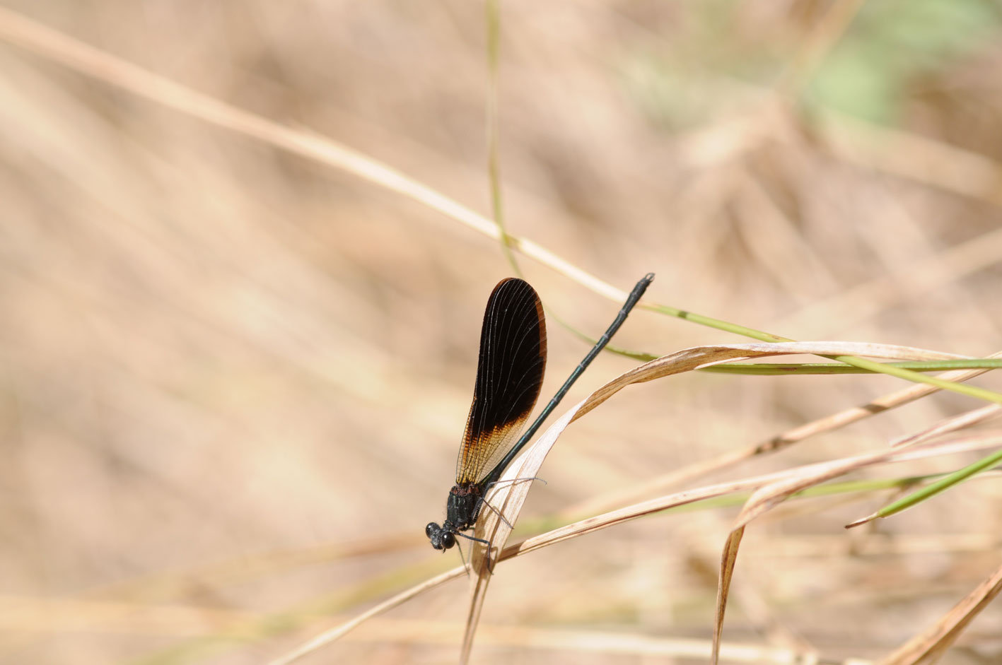 Calopteryx haemorrhoidalis?