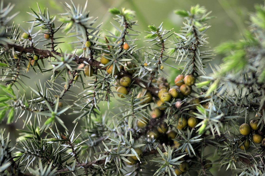 Juniperus oxycedro ssp. oxycedrus