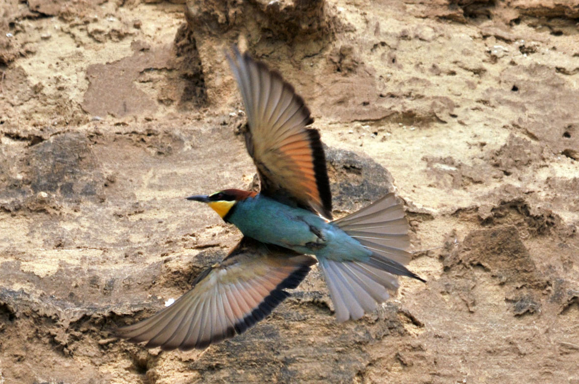 Merops Apiaster?