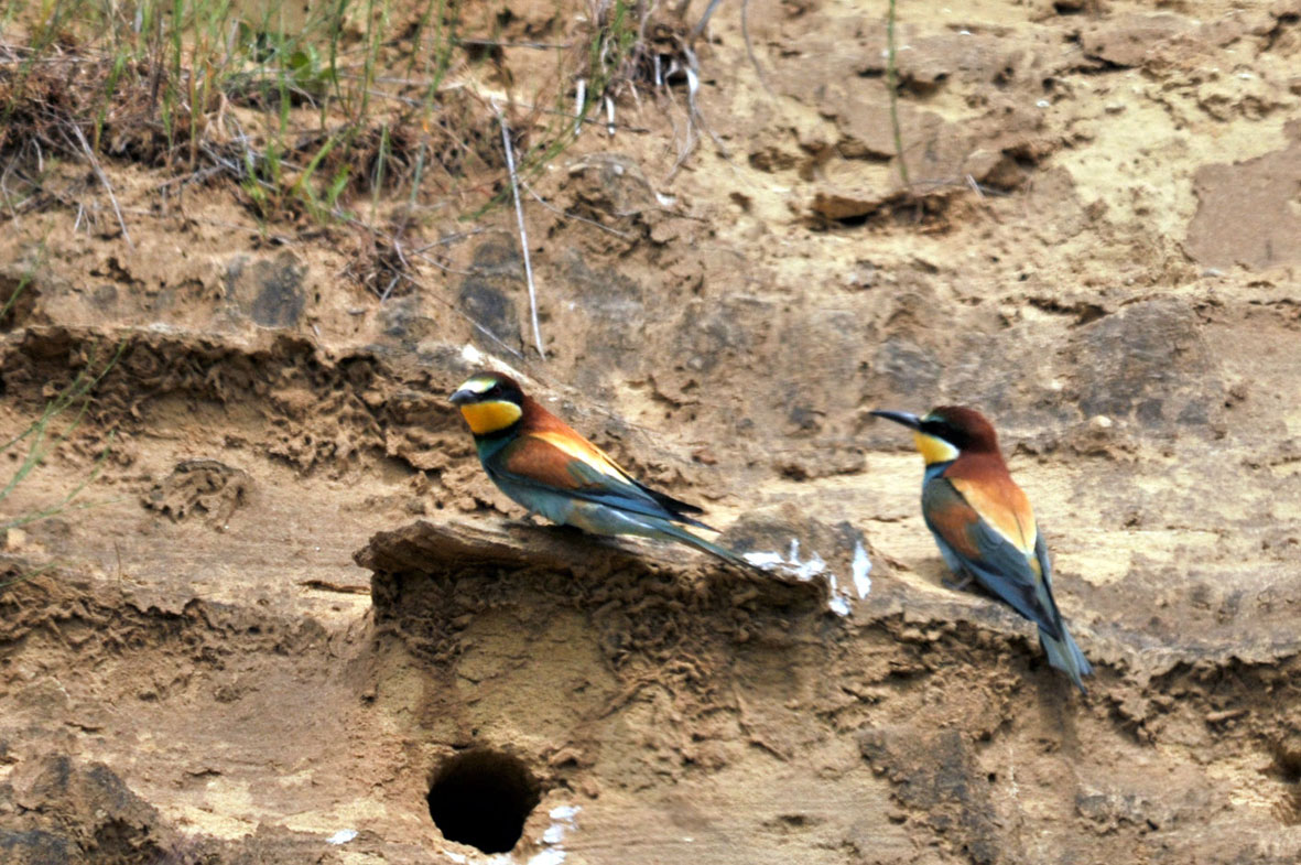 Merops Apiaster?